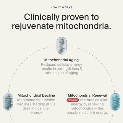 Mitopure Softgels Urolithin A TimeLine